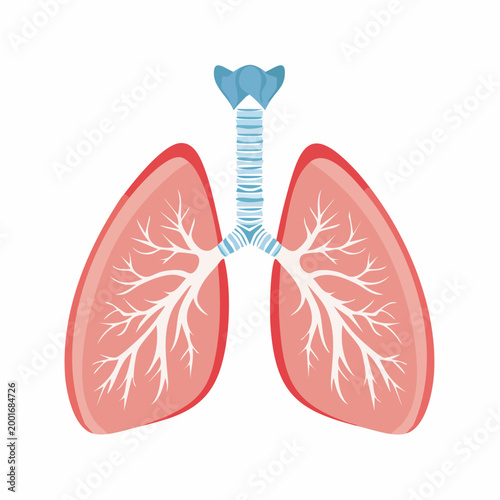 Human Lungs and Trachea Anatomy Illustration