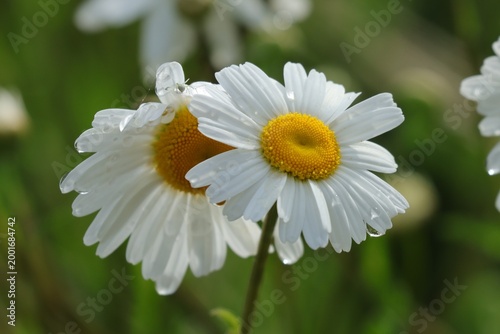 Foto marguerites