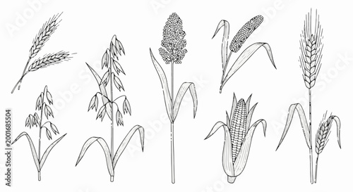 Collection of line art illustrations of various grain plants