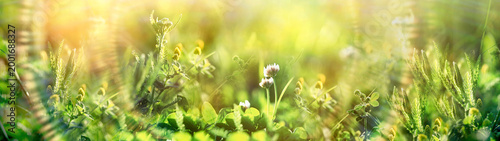 Sunlit meadow scene featuring a vibrant green clover leaf and delicate white clover flower, with soft lens flare adding a dreamy glow.