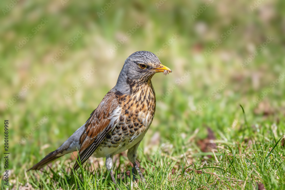 Fototapeta premium Kwiczoł(Turdus pilaris) z owadem w dziobie.