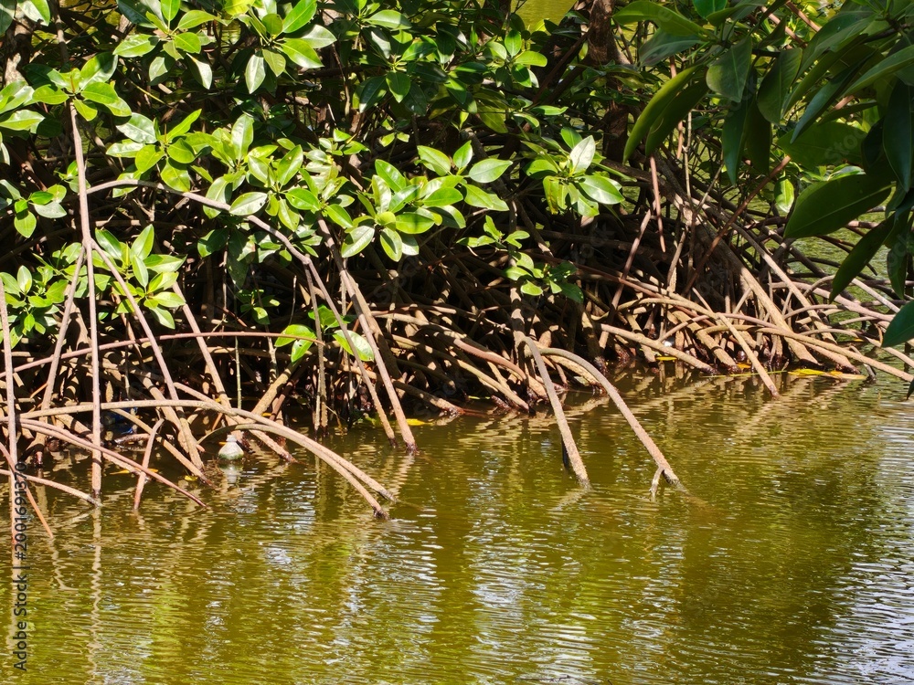Naklejka premium Mangrove forest with visible roots in calm water under bright sunlight.