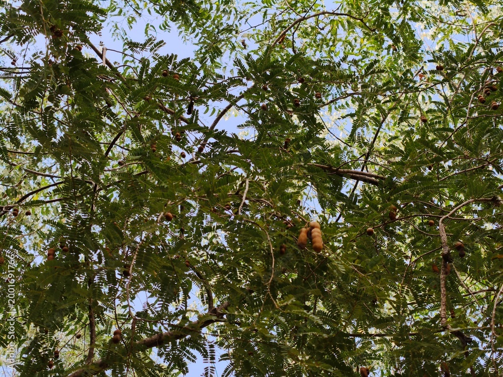 Fototapeta premium Monarch butterfly camouflaged among green leaves in a vibrant natural setting.
