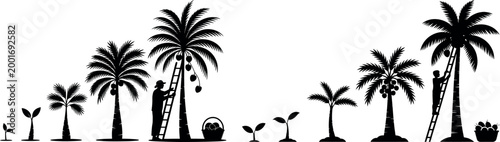 Palm tree growth stages with people harvesting coconuts illustration young tree mature tree black and white life cycle seedling coconuts