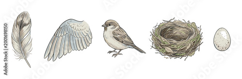 Collection of hand-drawn ornithology illustrations showing a feather, wing, sparrow, nest, and speckled egg in a natural history style with muted colors and detailed line art