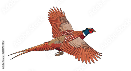 Pheasant Bird Flying in Air.