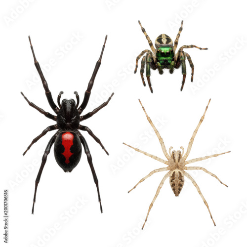 three hyperdetailed arachnid specimens—black widow with red hourglass, vibrant jumping spider, and pale huntsman—isolated on a transparent, shadowless backdrop, scientific inspection concept