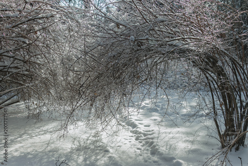 Snow covered arching shrubs forming natural tunnel in winter park
