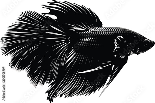Striking black and white portrait of a siamese fighting fish