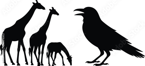 Photography Giraffe family and raven silhouettes set, wild animal and bird shapes isolated o