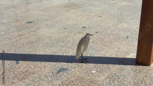 Bird Observing Passively. Urban Scene Captured With Solitary Egret Observing Silently