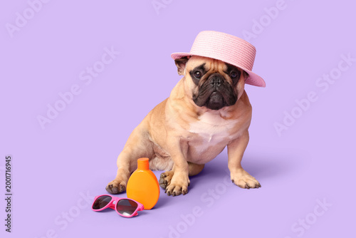 Cute French bulldog with su...