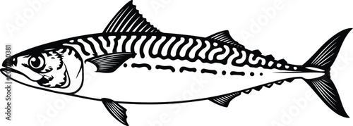 Vintage illustration of a mackerel fish black and white engraving