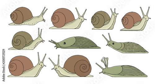 Colorful snails on white background.