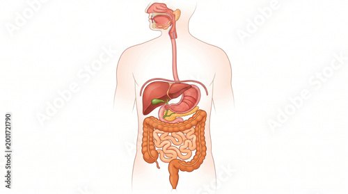Human Digestive System Anatomy Vector Illustration White Background