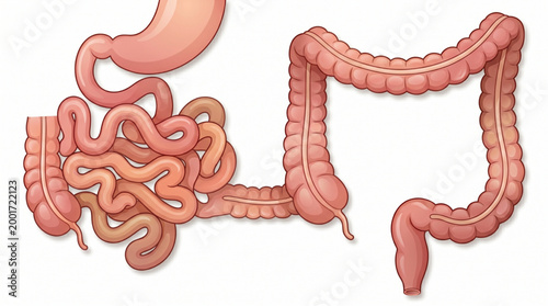 Small and Large Intestine Anatomy Vector Diagram