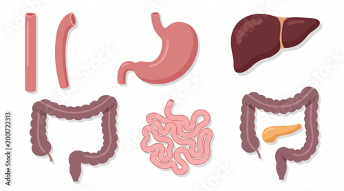 Digestive System Organs Collection Flat Style