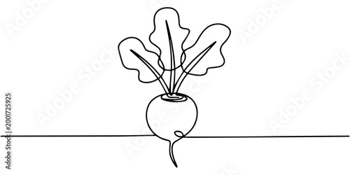 Beetroot plant drawn in continuous line on white background, none editable strokes, beetroot continuous one line drawing, Beetroot in continuous line art drawing style. Garden beet black linear sketch