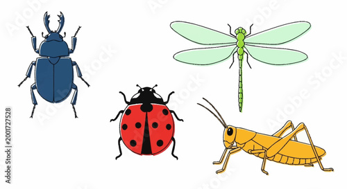 Insects Beetle Ladybug Grasshopper Dragonfly.