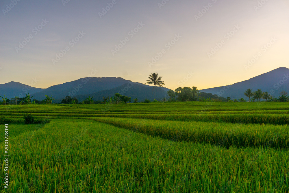 Obraz premium Beautiful morning view in Indonesia, panoramic landscape of rice fields with mountain ranges and clear sky