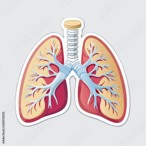 Illustration of Human Lungs and Trachea