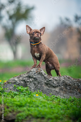 Bilde på lerret chihuahua dog portrait in spring flowers outdoors