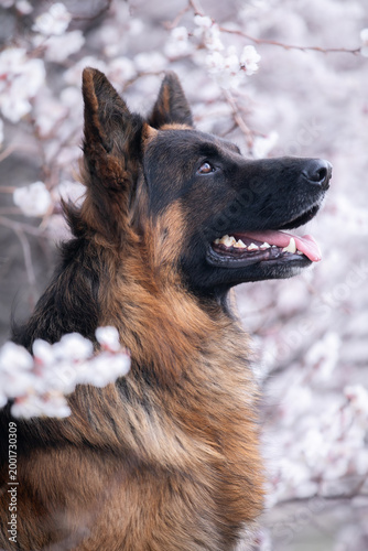 portrait of german shepherd