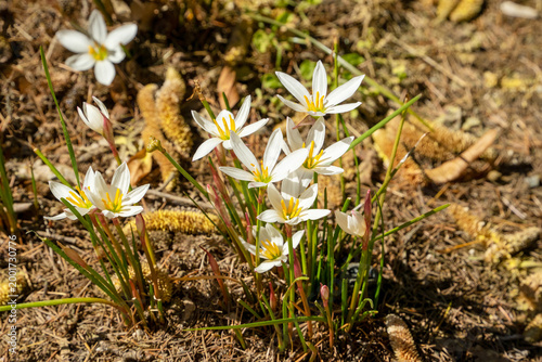 Fotografie Autumn zephyr lily (zephyranthes candida) in garden