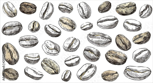 Hand drawn coffee bean set with detailed sketch style, natural brown and beige tones, isolated on white background, artistic illustration