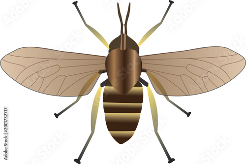 High-quality vector of a deer fly used in entomology and pest control concepts, isolated on a clean background for commercial use.