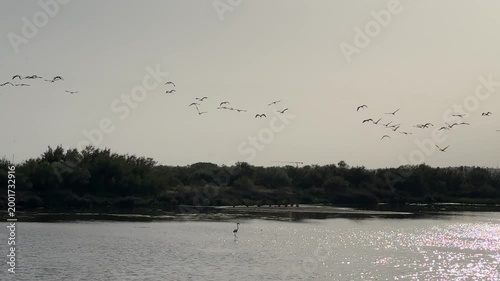 Flock of pink flamingos feeding in a salt lake surrounded by incredible nature. Wildlife scene showcasing elegant birds in their natural environment. High quality 4k footage