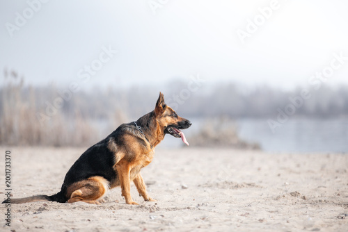 german shepherd dog on the beach