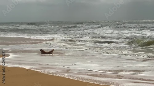 Happy dog playing in the ocean at the beach. Slow Motion. 