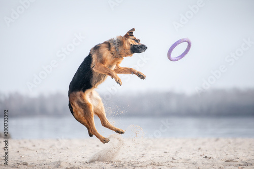 german shepherd dog on the beach