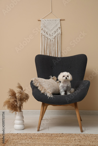 Cute Maltese dog in armchai...
