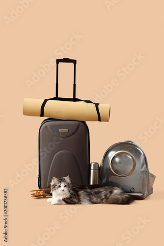 Cute cat with backpack carr...