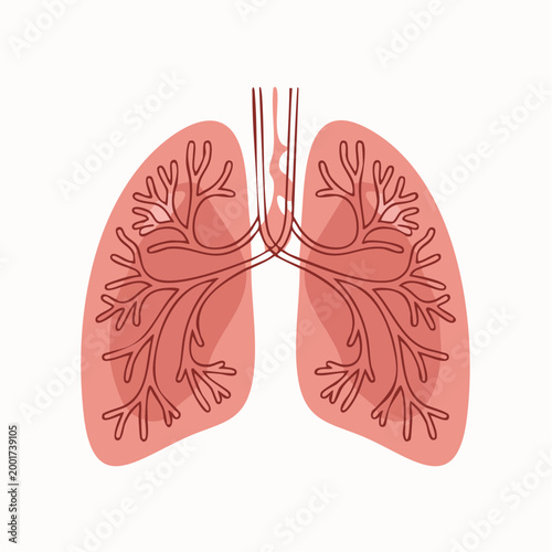 Detailed illustration of human lungs with bronchi and trachea in pink