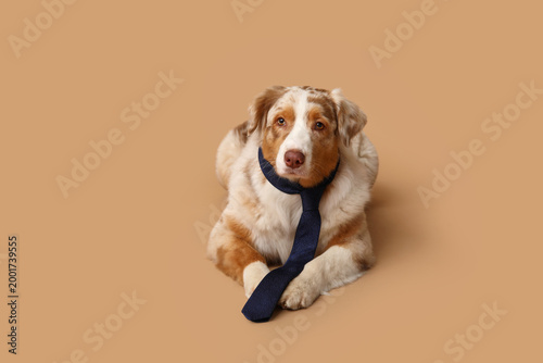 Adorable Australian Shepher...