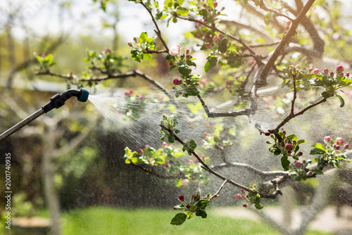Εκτύπωση καμβά Spray Fruit Trees before Flowering at the Bud Stage