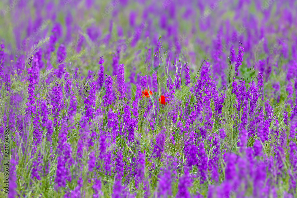 Obraz premium A field of blooming blue Larkspur (Delphinium) with two solitary red Common Poppies (Papaver rhoeas).
