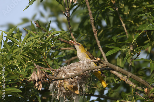 Female Golden Oriole (Oriolus oriolus) perched near its nest with a large white caterpillar in its beak.