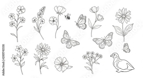 Collection of Hand Drawn Botanical Illustrations and Butterflies.