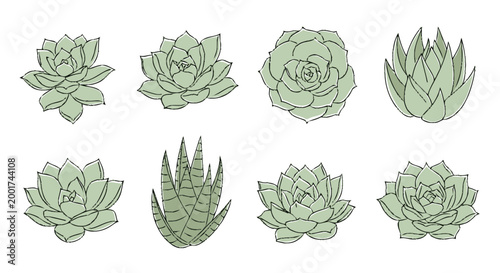 Variety of Succulent Plant Species.