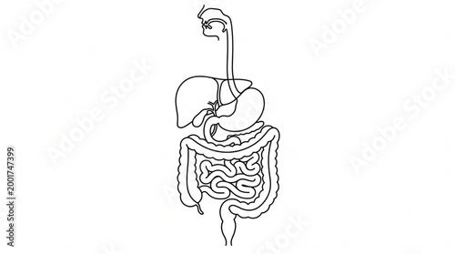 Digestive System Line Art Minimal Outline