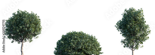 Set of Quercus coccifera (commonly known as kermes oak, holly oak, or Palestine oak) frontal set isolated png on a transparent background perfectly cutout	
