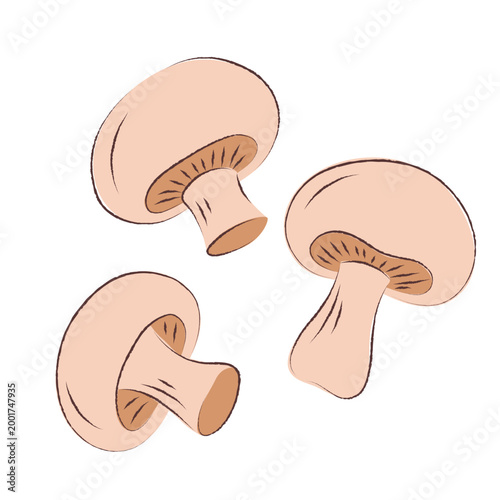 Three fresh champignon mushrooms in hand-drawn flat style, isolated edible fungus illustration for healthy cooking, recipe design and market menu.