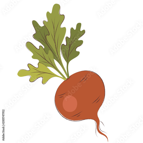 Hand-drawn flat illustration of a fresh organic beetroot with green leaves. Isolated garden root vegetable on white background, cozy sketchy style for healthy food and menu design.