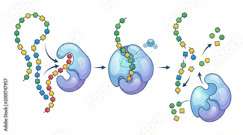 Digestive Enzymes Concept Illustration