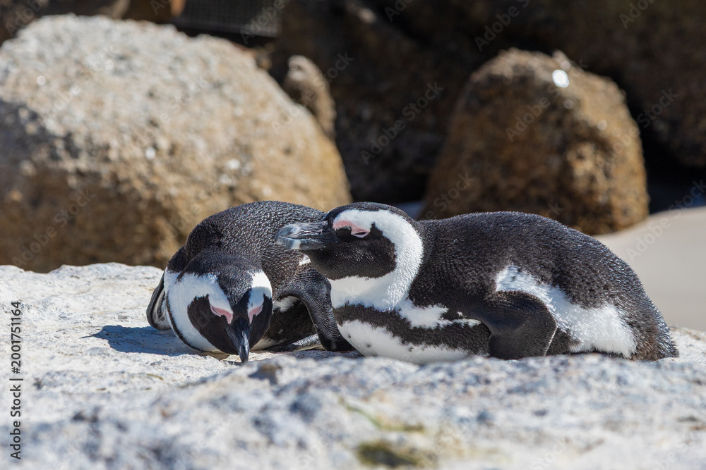 Fototapeta premium Boulders beach near Cape Town where a small colony of the African penguins, which is an severe endangered species. South Africa is trying with an extensive programme to conserve these penguins, with d