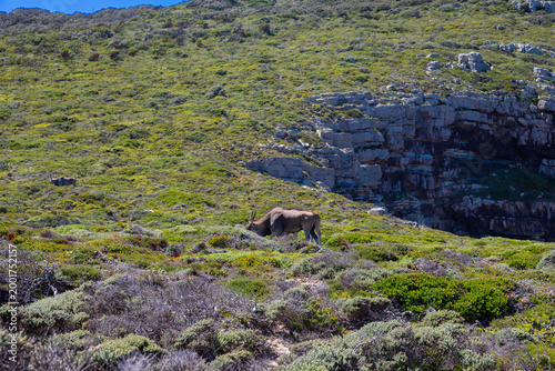 Wildlife like ostrich and bontebok can be seen in many parts of the national park of Cape of Good Hope near Cape Town. These animals can live freely and are protected by state government while eating 